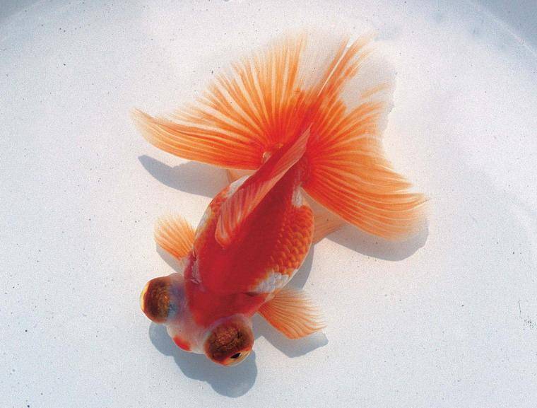 Unique skill for treating goldfish white spot disease