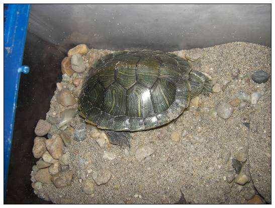 Should the turtle hibernate water