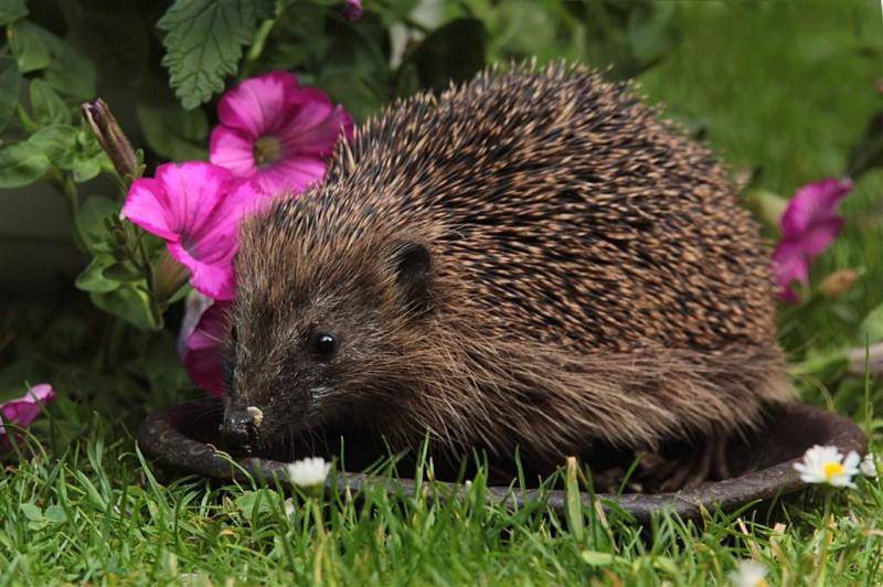 How to raise hedgehogs