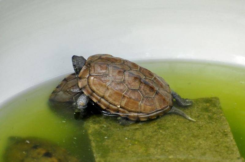 How much water does it take to keep a turtle