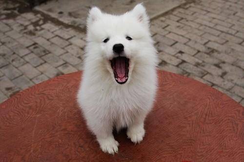 What can Samoyed eat