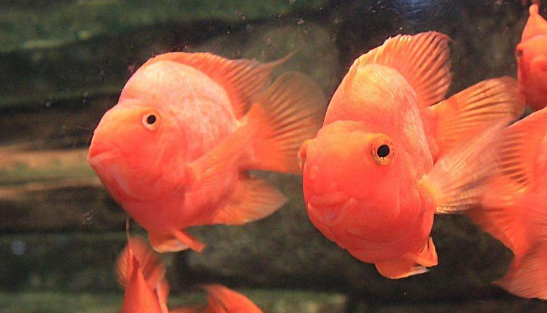 What do parrotfish eat