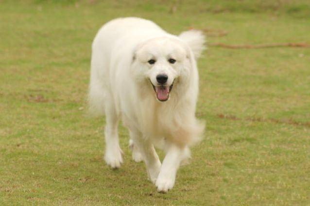 Is the Great Pyrenees aggressive?