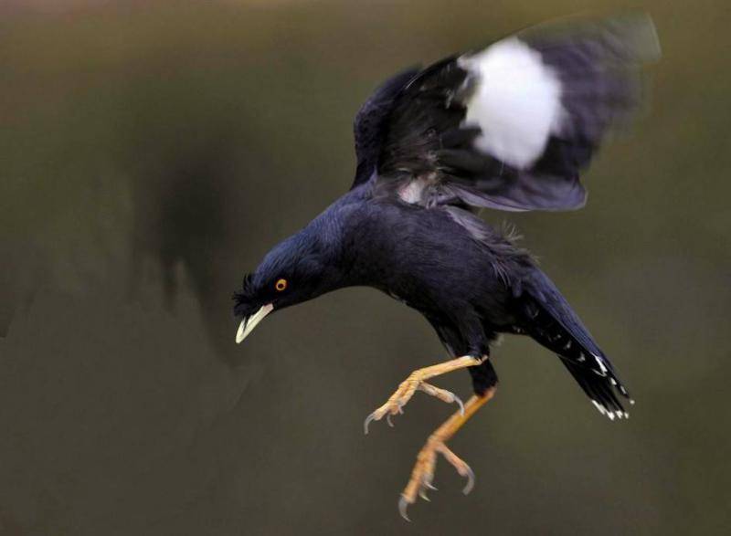 What food does starling eat