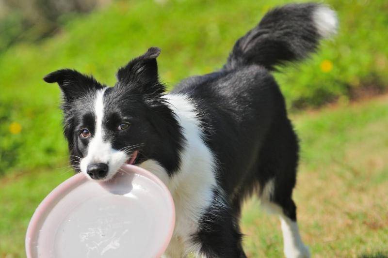 Why do Border Collies spit up milk