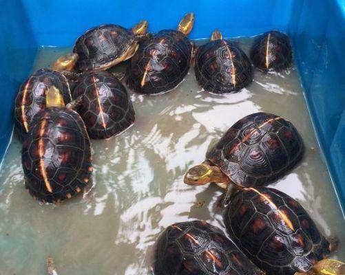 Do turtles need water to hibernate?