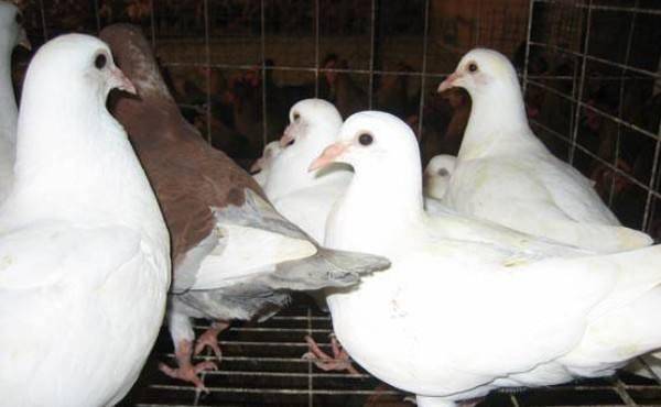 Breeding method of pigeon