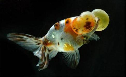 What do little goldfish eat