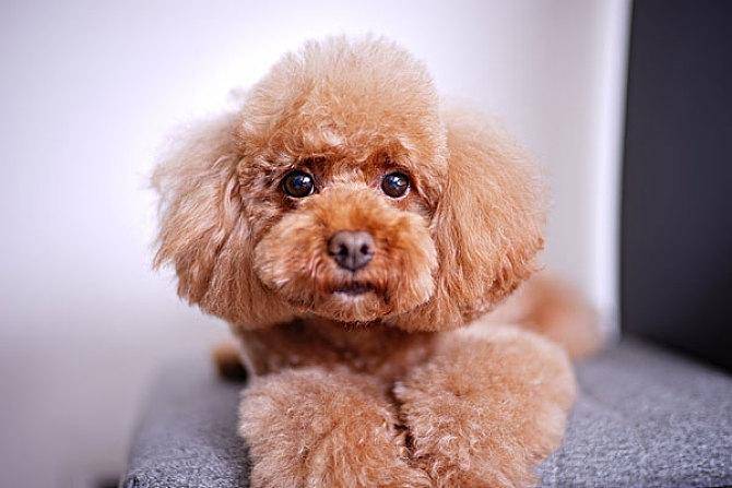 Can fungal infections in Teddy dogs be transmitted to humans?