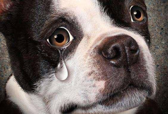 Do dogs cry