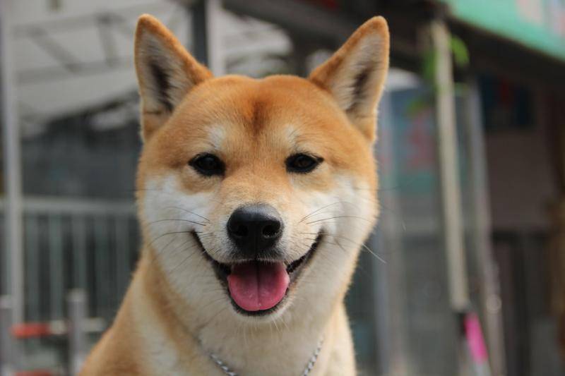 Can a dog eat ice cream?