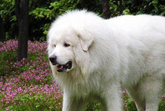 Is a super large white bear dog protective of its owner
