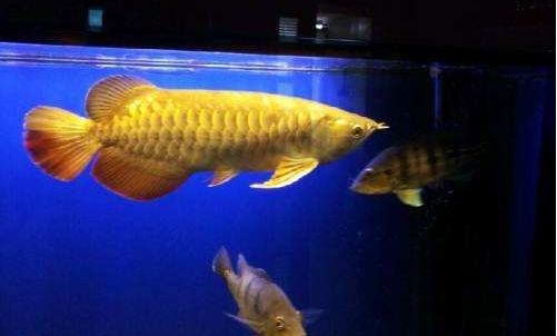 What are the rules for keeping gold dragon fish?