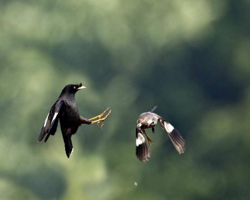 How can starlings talk