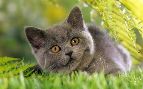 Can feline ringworm infect people