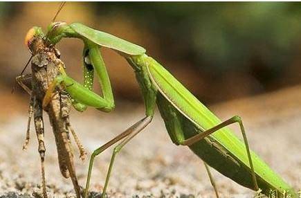 What food does a mantis eat