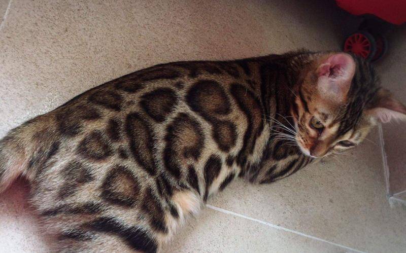 The ocelot or the tiger-cat