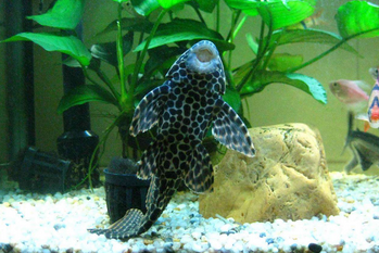 Advantages and disadvantages of keeping scavenger in fish tank