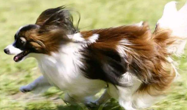 Feeding of butterfly dogs