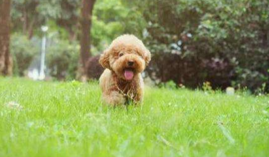 Are poodles loyal to their owners