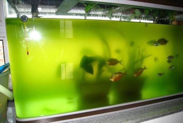 Ecological fish tank how often to change the water
