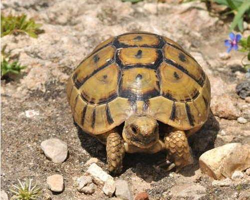 How to hatch turtle eggs