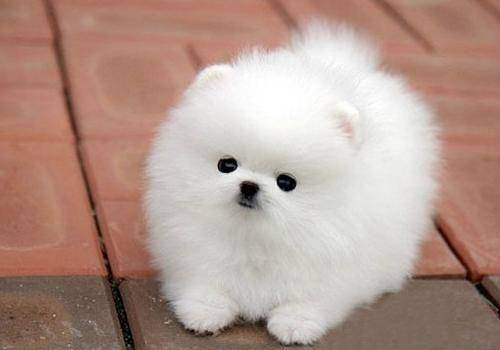 Pomeranian hair loss is very serious how to do