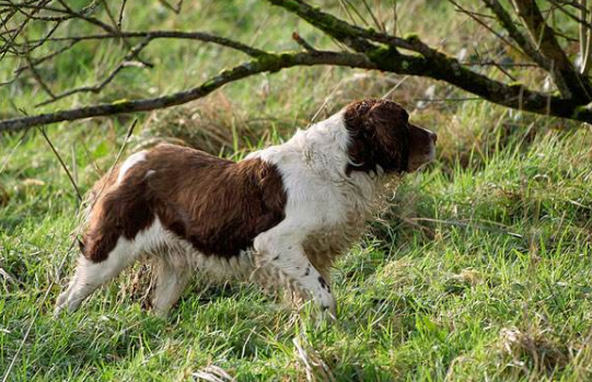 Is it good for Spaniels to have more spots