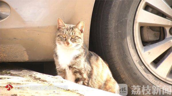 More than 20 cat nests have appeared on the Xianlin campus of Nanjing Normal University