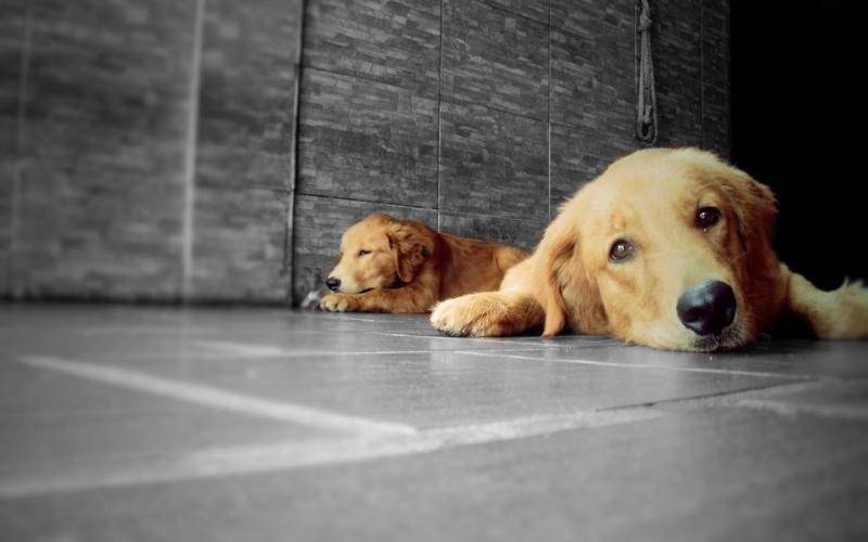 What does a Golden Retriever eat to grow faster?