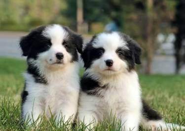 What is the best dog food for Border Collie puppies