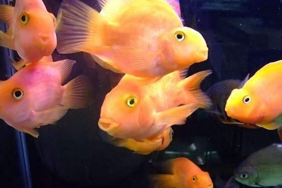 Parrot fish and what fish are mixed up