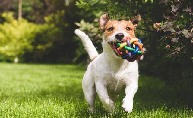 Can dogs drink milk?