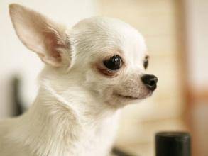 What's best for Chihuahuas?