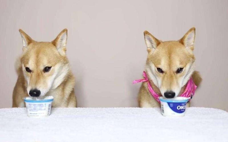 Can dogs drink yogurt?