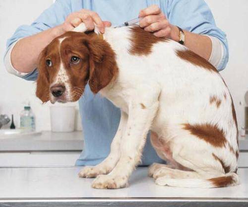 When to vaccinate the dog