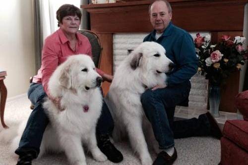 Is the Great Pyrenees suitable for rural areas