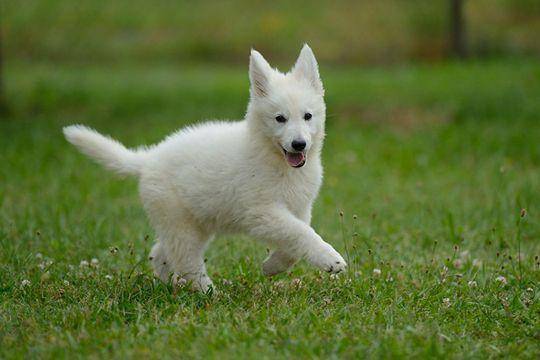 What do Silver Foxhounds like to eat? Loves a lot of things. - Pet ...