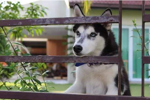 Can dogs eat yogurt?