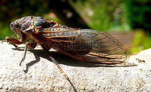 What does cicada mainly eat