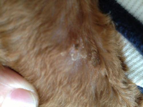 How to do when Teddy has a skin disease