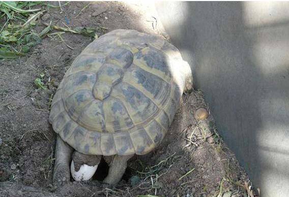 How to hatch turtle eggs