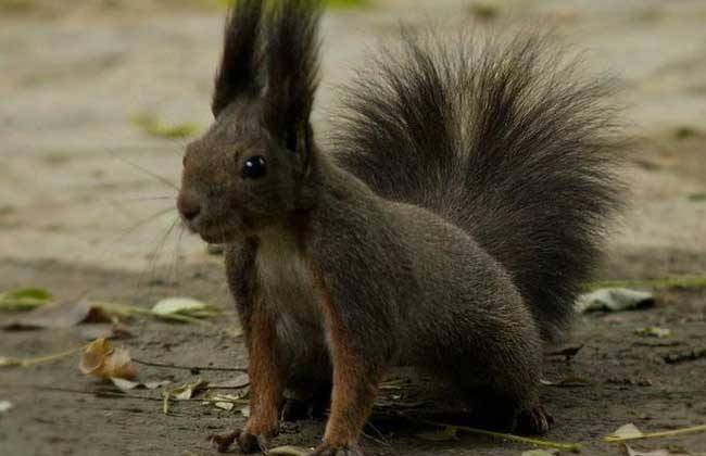 Which kind of pet squirrel is the best to keep