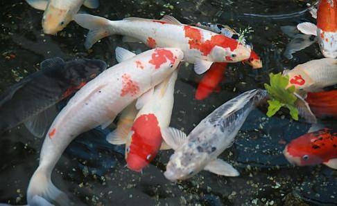 What to do with cloudy water for koi