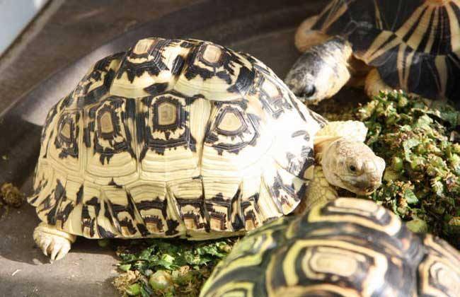 What to eat for leopard turtles