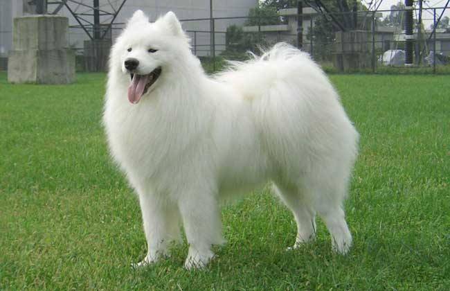 What is the best dog food for Samoyed