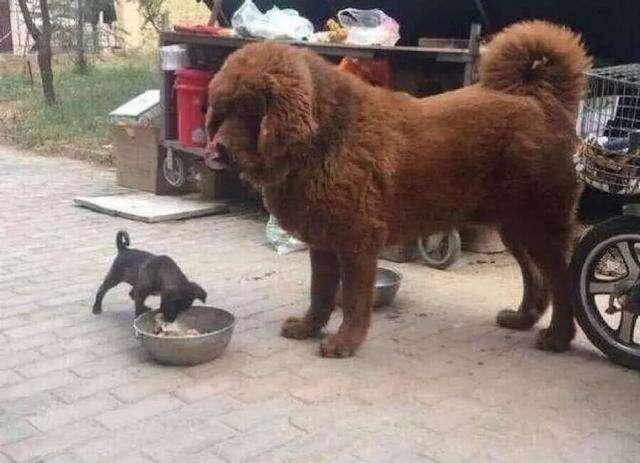 Tibetan mastiffs eat what food