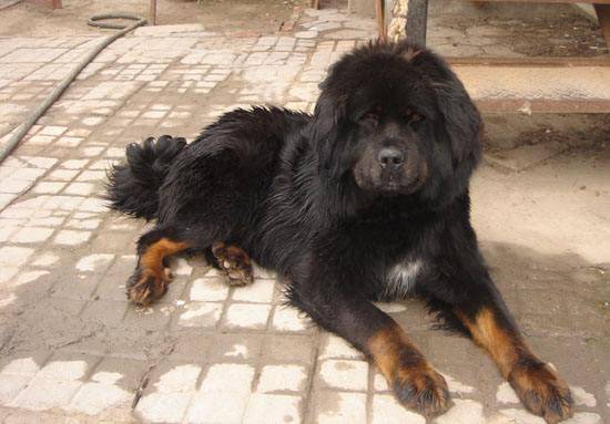 Tibetan mastiffs eat what food