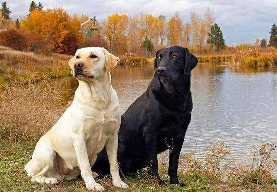 What is the best dog food for Labrador