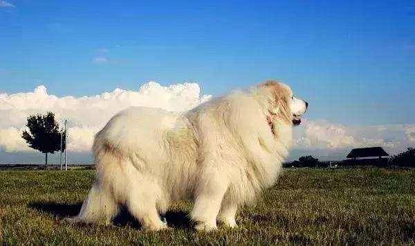 Is the Great Pyrenees suitable for home ownership